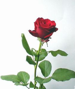 rose