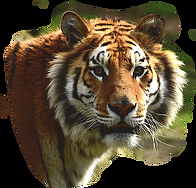 striped-tiger-2873x2748_94516